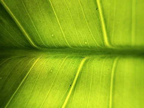 Close-up view of leaf veins with surface details Foto stock