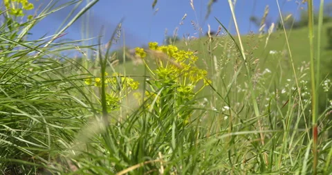 Close up view of leafy spurge growing in meadow hidden behind grass Stock Footage 263096083