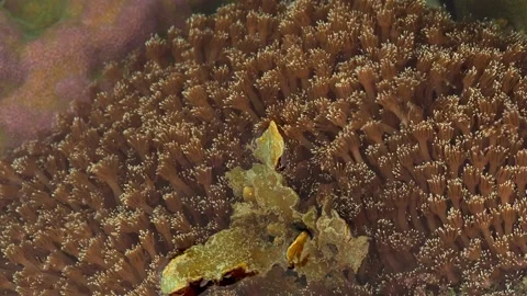 Close-Up View of Leather Coral Polyps Moving in Ocean Current Видео 339043401