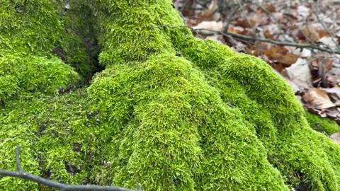 Close Up View Of Leaves And Green Moss On Tree trunk In Winter Forest, No Snow Stock Footage 264148568