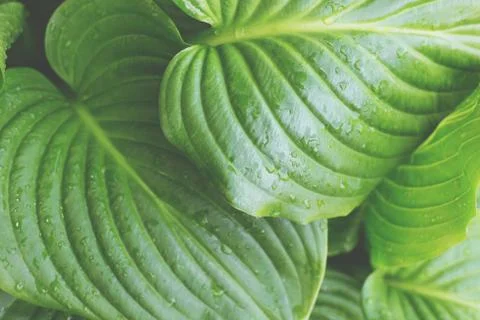 Close up view on leaves of hosta. Stock Photos