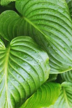 Close up view on leaves of hosta. Stock Photos