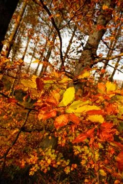 Close-up view of leaves Stock Photos