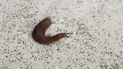 Close-up view of a leech on the floor 動画素材 157743823
