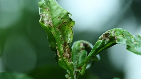 Close up view with lemon leaves affected by bacterial disease Stock Footage 280171716