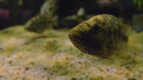 Close view of a leopard cichlid fish Stock Footage 269905032