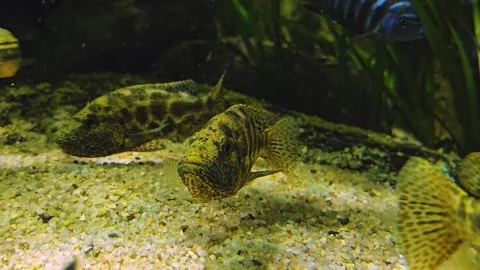 Close view of a leopard cichlid fish  Stock Footage 275559864