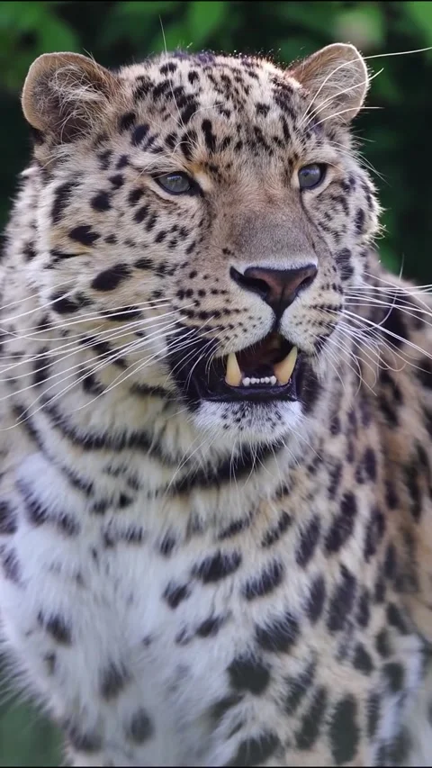Close-up view of a leopard Stock Footage 317429046