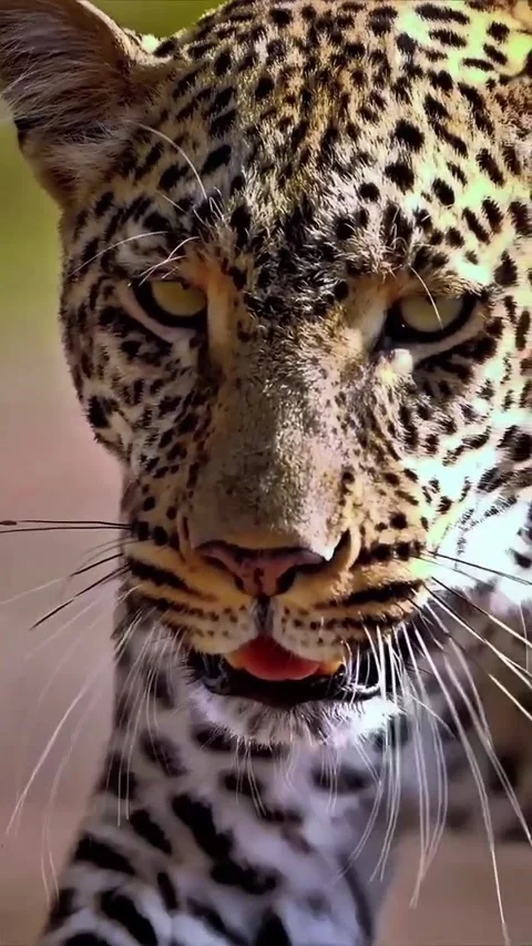 Close up view of a leopard Video stock 321260104