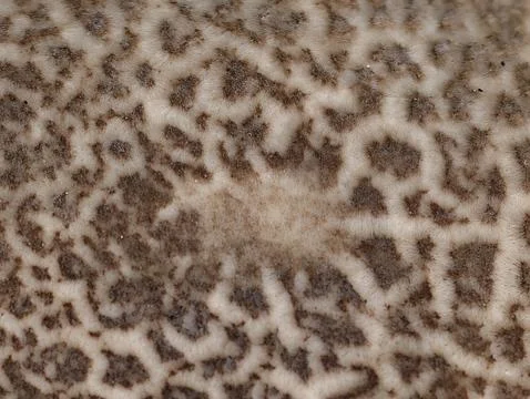 Close-up view of leopard fur on beige plush coat with dense brown rosettes .. Stock Photos