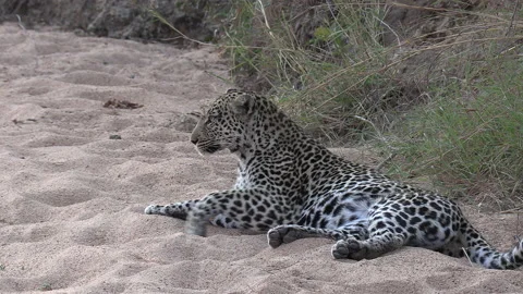 Close view of leopard lying down on soft sand next to tall grass Stock Footage 139238515