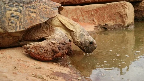 Close-up view of a leopard tortoise drinking water, South Africa Stock Footage 86971852