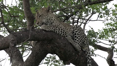 Close view of leopard on tree branch waking up and licking face Stock Footage 168256356