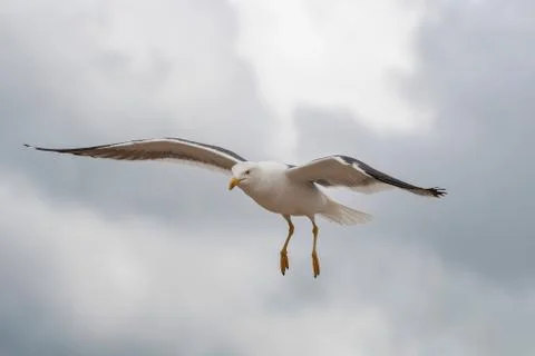 Close up view of Lesser black-backed gull (Larus fuscus) Stock Photos