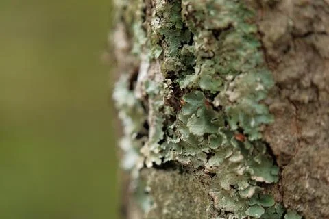 Close view of lichen on tree bark Stock Photos