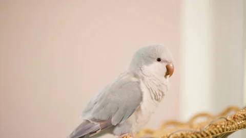 Close view: Light blue quaker parrot Stock Video Pond5