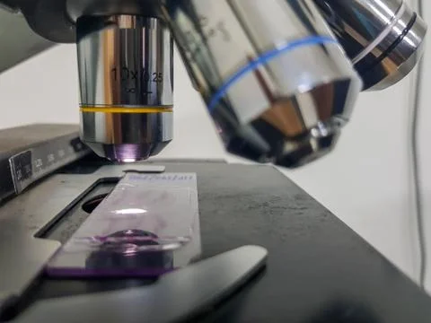 Close up view of a light microscope with glass slide focussed Stock Photos
