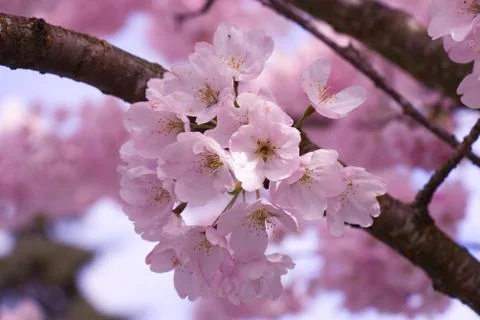 Close up view of light pink cherry blossom tree in Deep Covee Stock Photos