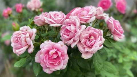 Close-up view of light pink roses Stock Footage 312095215