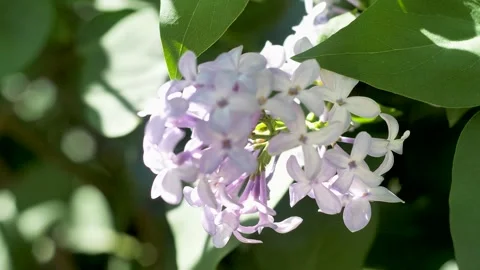 Close Up View of Lilac Blossom Stock Footage 274555978