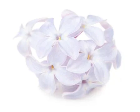 Close up view of lilac flower Stock Photos