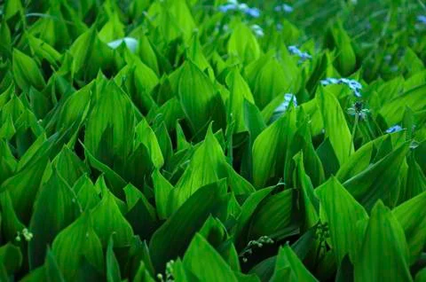 Close up view of lilly of the valley Stock Photos
