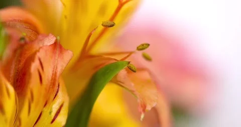 Close up view of lily flower pollen and stamen with focus shifting Stock Footage 320204129