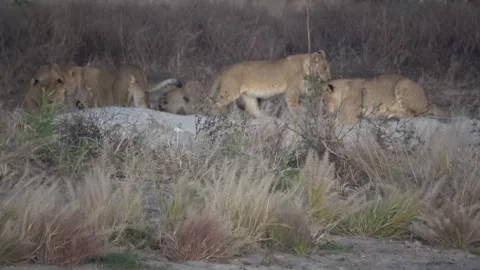 Close view of lion cubs hugging and playing by reflective water part 14 Video stock 322030087