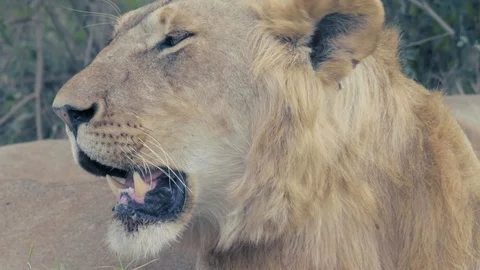 Close up view of Lion face breathing and eyes closed in Maasai Mara Stock Footage 98354604