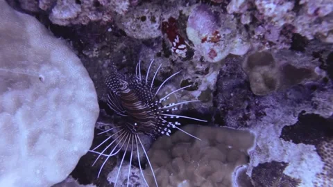 Close up view to a lion fish crawling on the coral spot with white sand in blue  Stock Footage 261681758