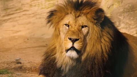 Close view of a lion head Stock Footage 238923090