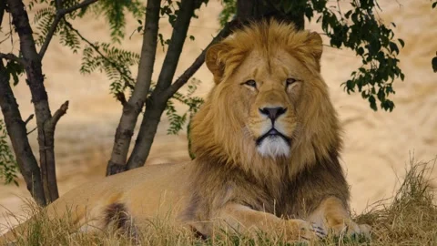 Close view of a lion head Stock Footage 253337744