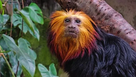 Close view of a Lion Tamarin Monkey Stock Footage 277424483