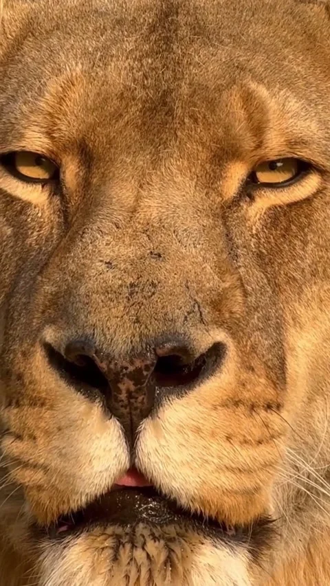 Close-up view of a lion's face Stock Footage 317974227