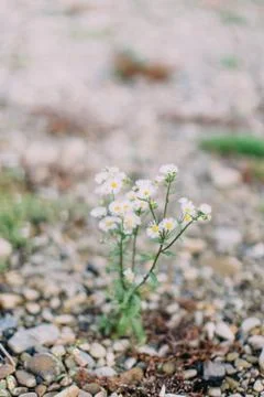 Close-up view of the little daisies on the tiny stones. Stock Photos