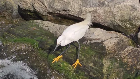 Close View of Little Egret Foraging on a Mossy Stream Rock Vídeo Stock 343773389