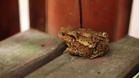 Close-up view of little frog breathing looking around. Wild nature. Ecology and 스톡 동영상 137957422
