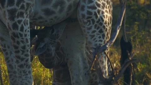 Close-up view of little giraffe calf nursing milk from it's mother Stock Footage 341324070