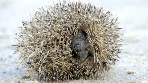 Close-up view of little hedgehog sleeping. Stock-Footage 120937460