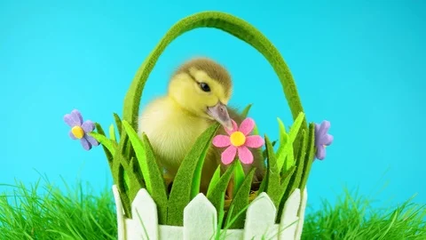 Close-up view of little newborn duckling in decorative basket Stock Footage 73029095