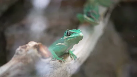 Close-up View of Lizard on a Branch Stock Footage 106080788