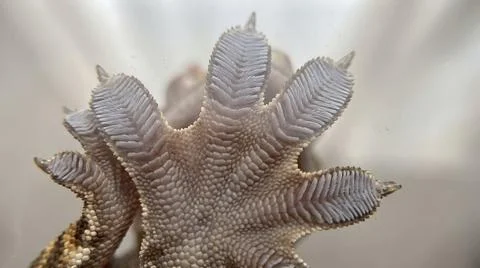 Close up view of lizard foot showing detailed toe pads used for climbing sm.. Stock Photos