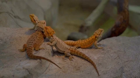 Close-up view of lizard Stock Footage 120358488