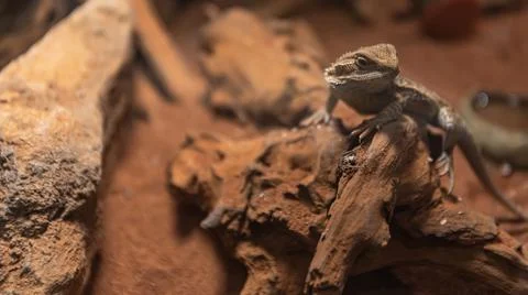 Close Up View Of A Lizard pretend To Be The Rock Stock Photos