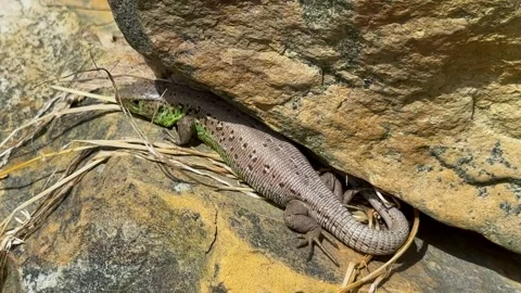 Close-up view of lizard rest on stone near lake. Lizard taking a sun bath on a Stock Footage 249901749