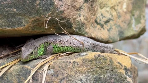 Close-up view of lizard rest on stone near lake. Lizard taking a sun bath on a Stock Footage 265889740