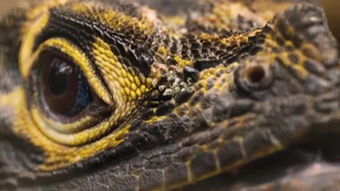 Close view of lizards head and eye Stock Footage 263600275