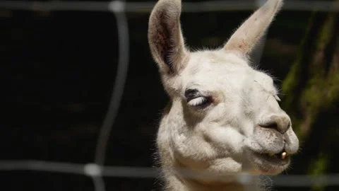 Close view of a Llama  Stock Footage 242121163