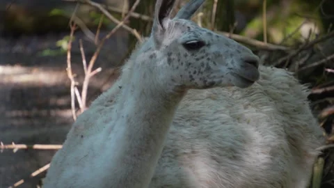 Close view of a Llama Stock Footage 259966243