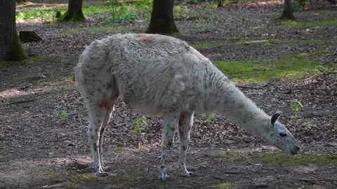  Close view of a Llama Stock Footage 277219071